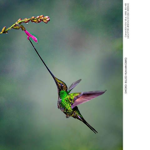 Hummingbirds
