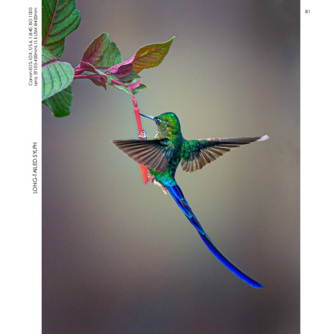 Hummingbirds