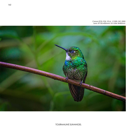 Hummingbirds
