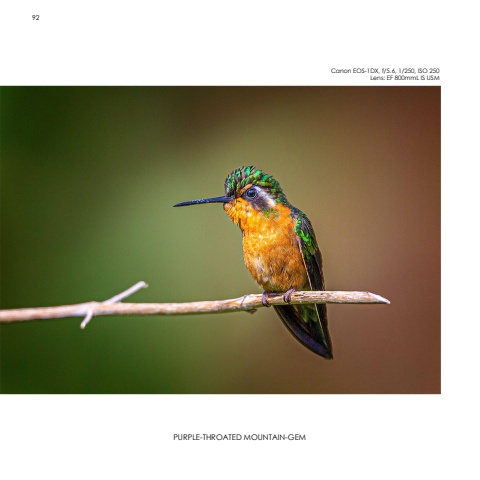 Hummingbirds