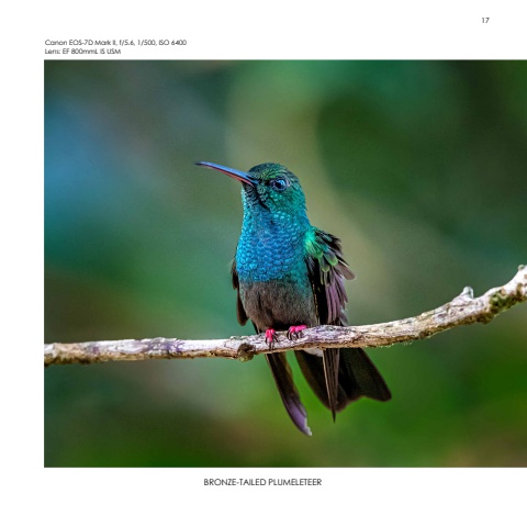 Hummingbirds
