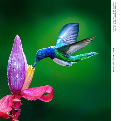 Hummingbirds