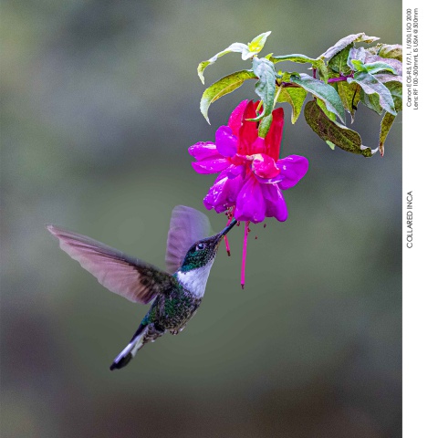 Hummingbirds