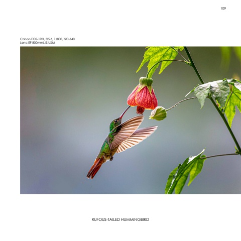Hummingbirds