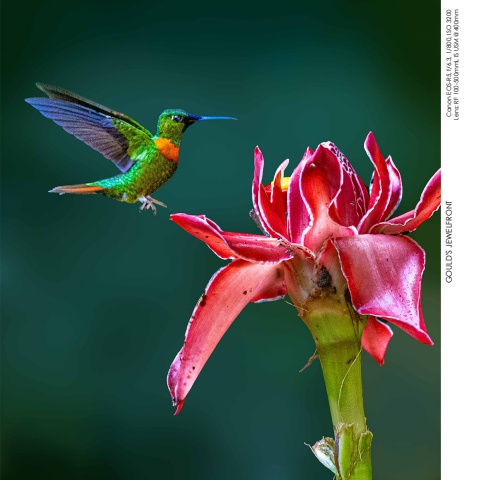 Hummingbirds
