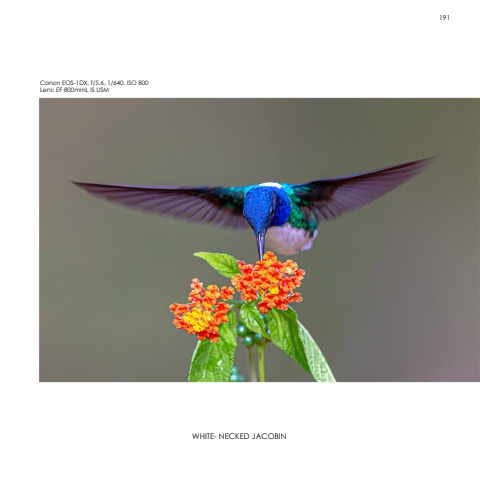 Hummingbirds