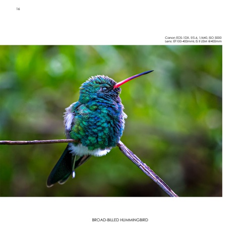 Hummingbirds