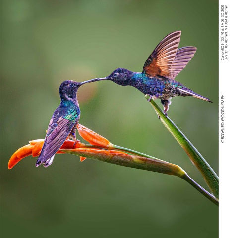 Hummingbirds