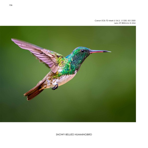 Hummingbirds