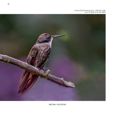 Hummingbirds