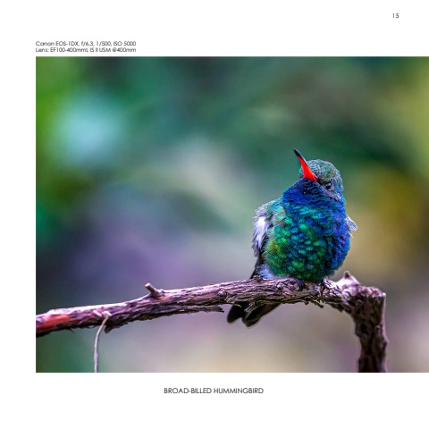 Hummingbirds