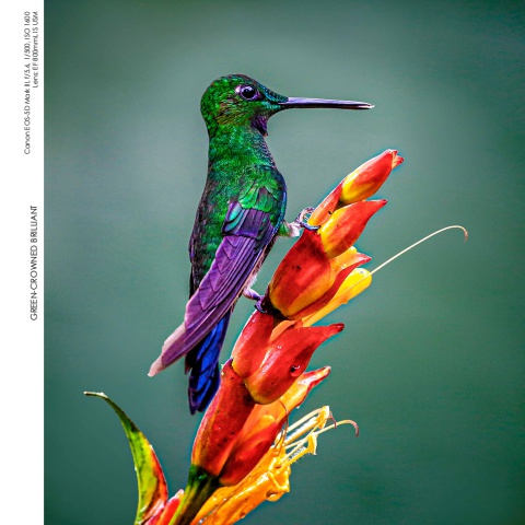 Hummingbirds