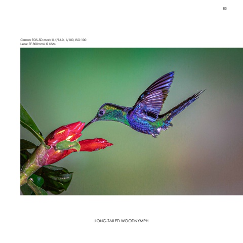 Hummingbirds