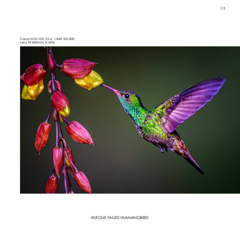Hummingbirds