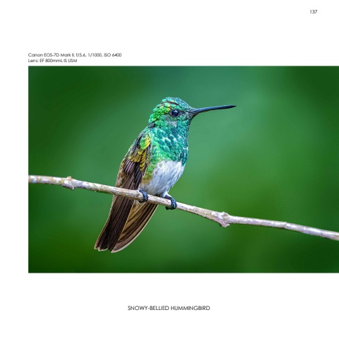 Hummingbirds