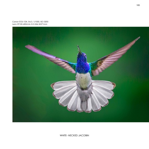 Hummingbirds