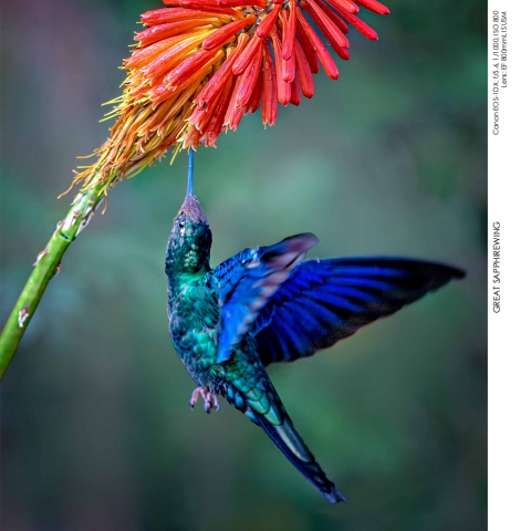 Hummingbirds
