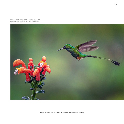 Hummingbirds
