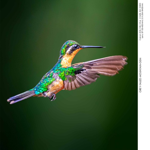 Hummingbirds