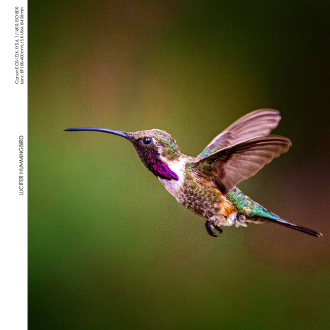 Hummingbirds