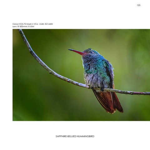 Hummingbirds
