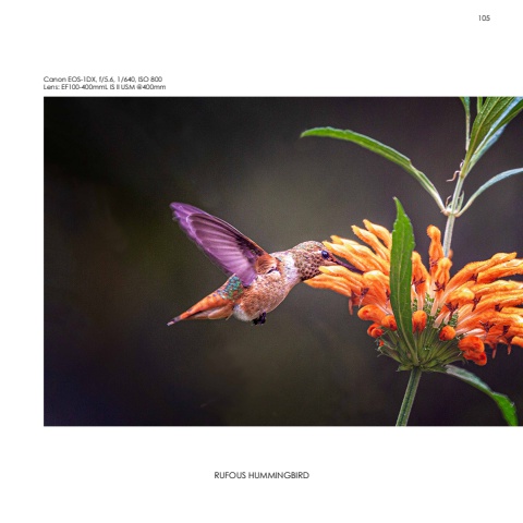 Hummingbirds
