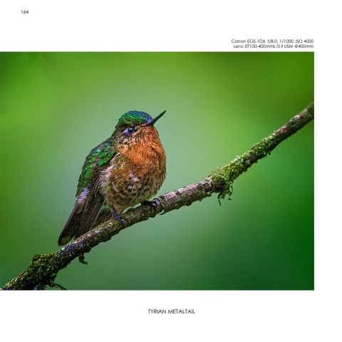 Hummingbirds