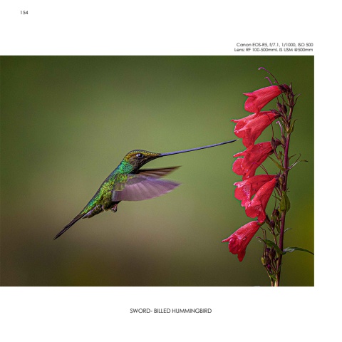 Hummingbirds
