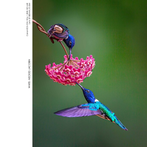 Hummingbirds