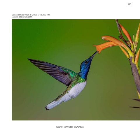 Hummingbirds