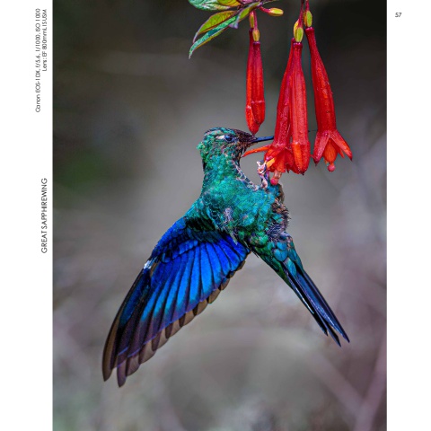 Hummingbirds