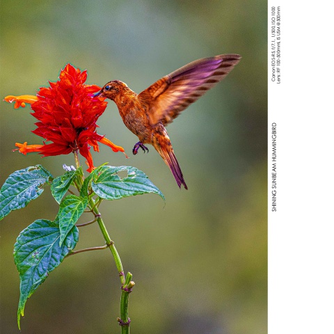 Hummingbirds