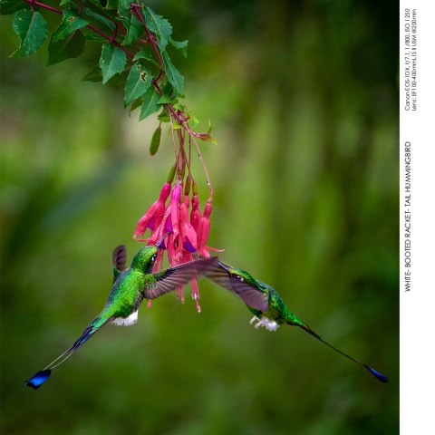Hummingbirds