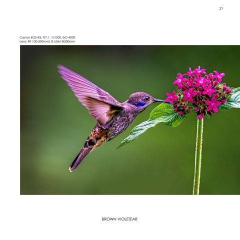Hummingbirds