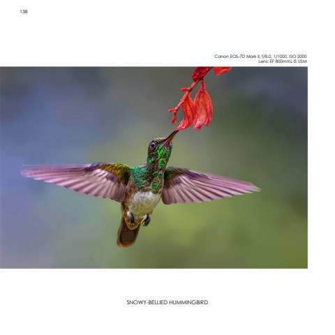 Hummingbirds