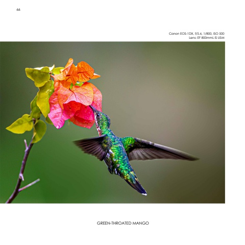 Hummingbirds