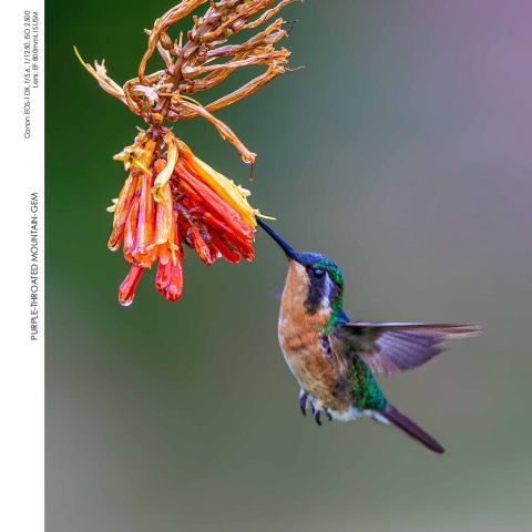 Hummingbirds