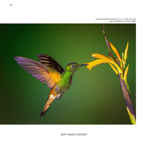 Hummingbirds