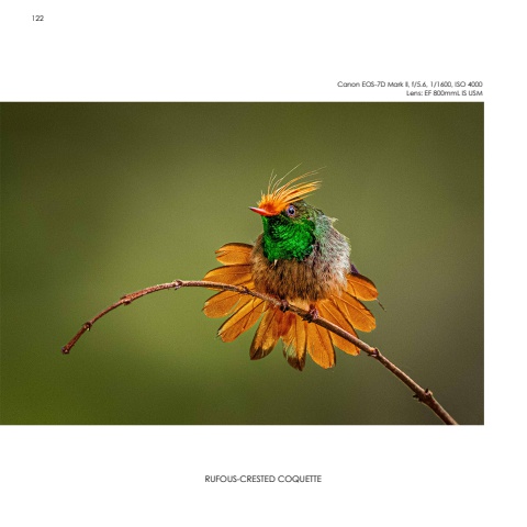 Hummingbirds