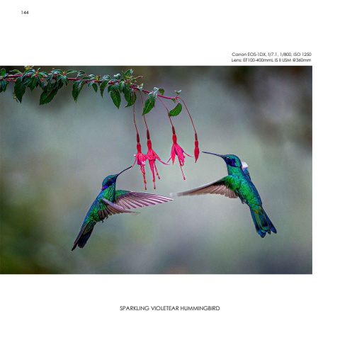 Hummingbirds