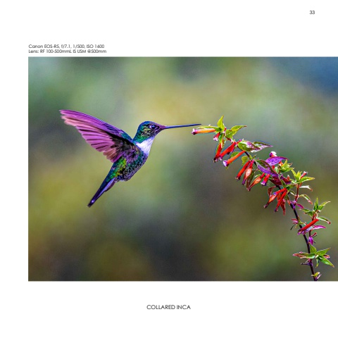 Hummingbirds