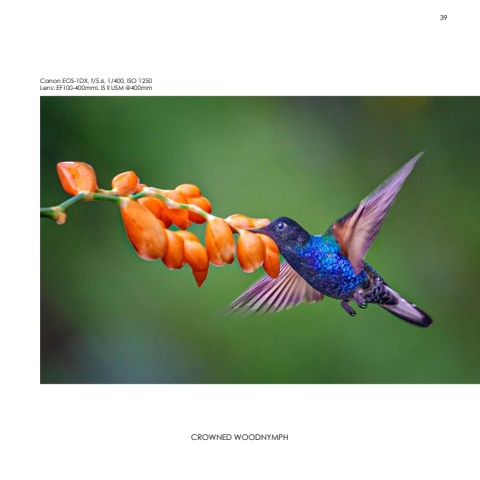 Hummingbirds