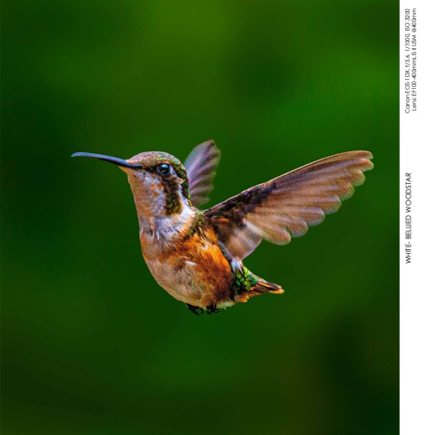 Hummingbirds