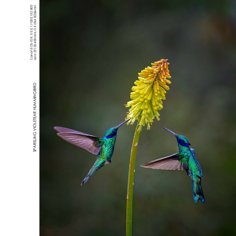 Hummingbirds