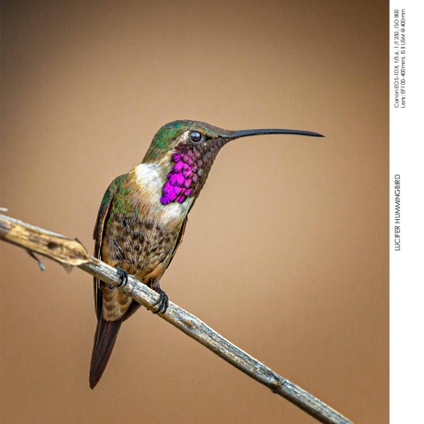Hummingbirds