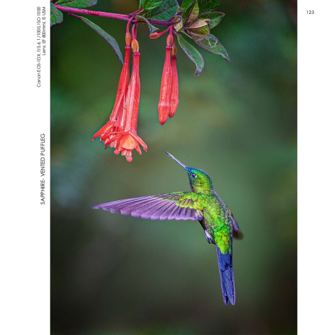 Hummingbirds