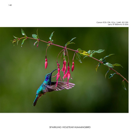 Hummingbirds