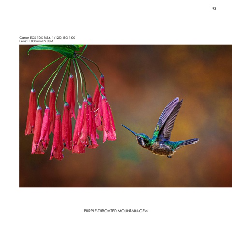 Hummingbirds