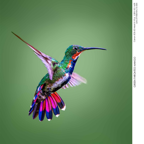 Hummingbirds