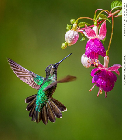 Hummingbirds
